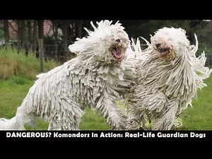 DANGEROUS? Komondors in Action: Real-Life Guardian Dogs