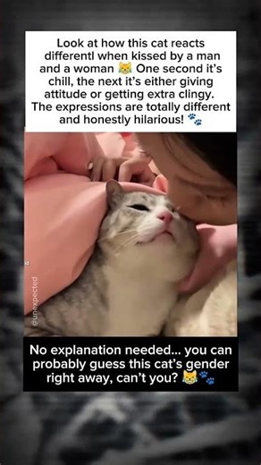 Same Cat, Different Reaction Bet You Can Guess Its Gender