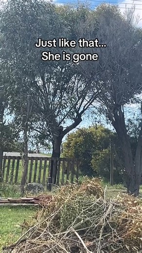 End of a era 🥲, off to bigger things 😝#holden #australia #sold #commodore #sad | Early Commodore Community