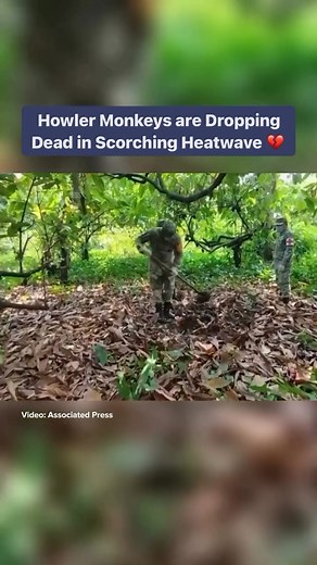 1.2K views · 31 reactions | As temperatures soar in Mexico, howler...