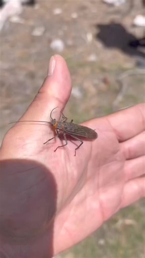 10K views · 208 reactions | Anybody else gets excited about aquatic bugs? #salmonfly #bigbug #bugs #flyfishing | The Tao of Flies | Facebook