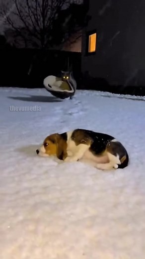 25K views · 502 reactions | Heartwarming Cat Rescues Shivering Puppy In The Snow! #heartwarming #animals | Vu Tv | Facebook