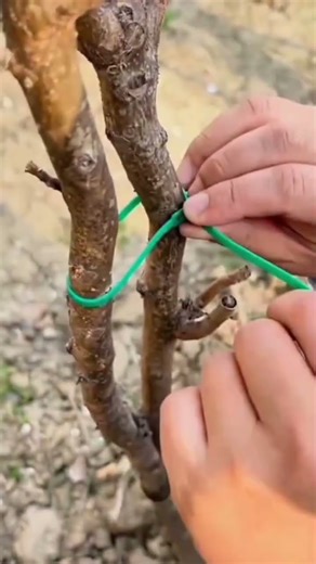 Great trick to tie wood using super strong cable ties #shorts