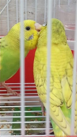 Beautiful Budgies 🥰😍 singing Budgies birds sounds 😘