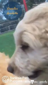 2.5K views |  Puppy Playtime Alert!  Today was a total puppy...