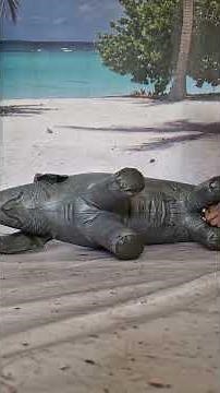 Inflating the Jet Creations Elephant 🐘💨 So Satisfying to Watch!