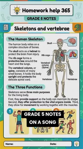 Understanding Skeleton and Vertebrae for Grade 5