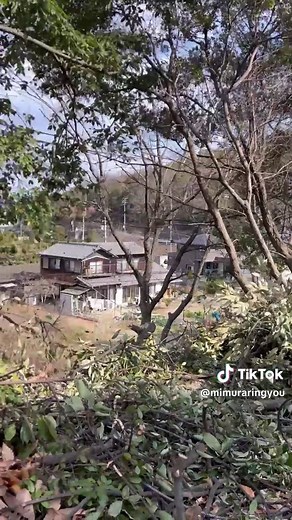 木の伐採作業をチルホールで成功させる