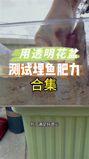 Testing Fish Fertilizer Effectiveness in Flower Pots