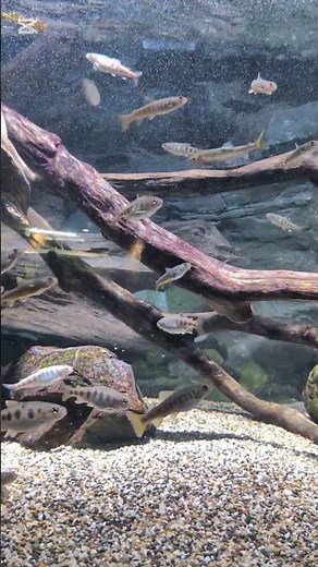 本日、川崎水族館 略してカワスイに行ってきました。日本や世界の色々な淡水魚を見ることができた、最高の1日でした。#カワスイ #川崎#川崎水族館#魚#淡水魚#世界