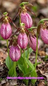 The Ethnobotany of the Moccasin Flower: Traditional Medicine and Historical Uses