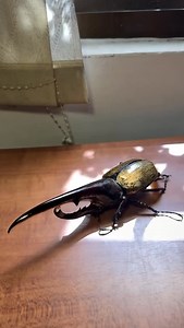 6.2K views · 2.6K reactions | Volume up for this beast of a beetle 者 Reptile Super Show isn’t just reptiles, but amphibians, plants, and thousands of different insects and invertebrates… all in one place! June 28-29 in Pomona, CA. Tickets online or at the door! Video from @tch_beetle | Reptile Super Show | Facebook