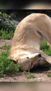 At the International Wolf Center, we use an ethogram to track behaviors of the ambassador wolves. A typical behavior we see with the ambassador wolves is the Scent Roll. Listen as our Assistant Wolf Curator, Abby explains what scent rolling is and how wolves use it to communicate. Comment below if you have witnessed your dog doing a scent roll. #wolffacts #🐺 #wolf #wolves #internationalwolfcenter #ethogram | International Wolf Center