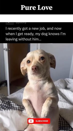 Unforgettable Pure Love: Heartwarming Dogs' Unconditional Love Moments of Joy & Devotion