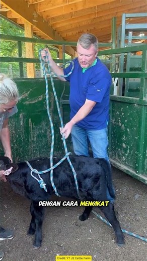 It Looks Cruel, But This Technique Actually Saves Calves!