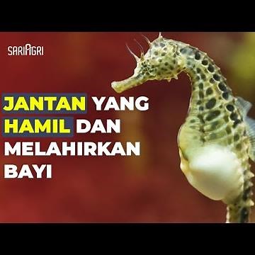 Beginilah Proses Kuda Laut Jantan Melahirkan