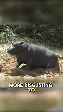 Pygmy Hippopotamus: The “Dwarf Hippo” That’s Weirdly Adorable