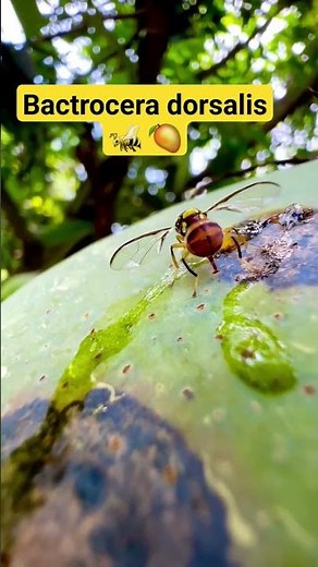 Mango fruitflies |Bactrocera dorsalis | laying eggs on Mango🥭 #mango #fruitflies #bactrocera