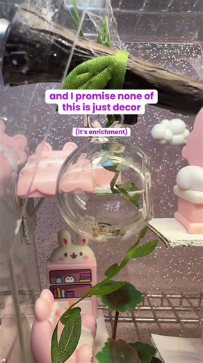 Jumping Spider House Tour