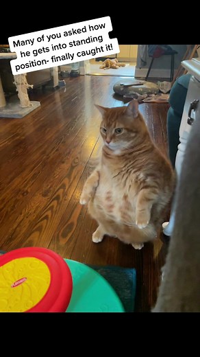 Its the little shuffle for me 🥺 #orangecatstanding #cute #shuffle #fyp #cat #new