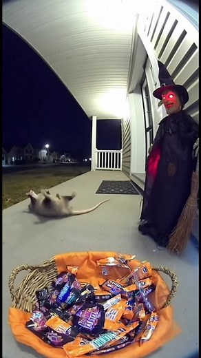 20K views · 102 reactions | Possum's Halloween Surprise! Can a possum handle a Halloween scare? . . . (For entertainment purposes only. Consult professionals if guidance on activities is presented. No brand affiliation is implied if any are shown. If inspired by true events, creative adaptations may be included. Content may include public footage.) | Family World | Facebook