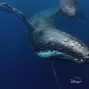 We’re celebrating #EarthDay all-month long in April. A world of new movies and documentaries coming to #DisneyPlus. | Disney