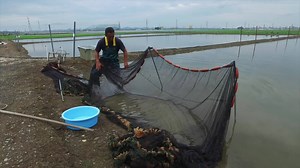 17K views · 274 reactions | Yamamatsu Koi Farm | 1st culling of Sanke Rene spent the day filming with the Sakai family of Yamamatsu Koi Farm while they netted and culled for the first time their Sanke. The selected koi were then released back to a pond where they will grow on for a few more weeks until they will be culled again. Fantastic video footage of how this process is done. | Japan Koi Export | Facebook