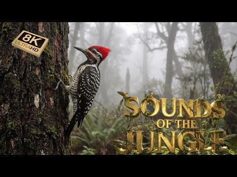 8K Nature & Wildlife – Rare Footage of Animals in the Wild