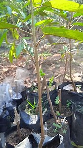 117K views · 1.6K reactions | propagation durian tree by grafting & gardening tips #gardening #fruitgarden #Grafting | GardeningFruit | Facebook