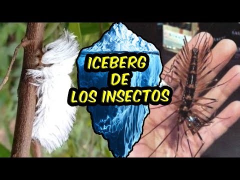 EL ICEBERG DE LOS INSECTOS | De lo común a lo perturbador
