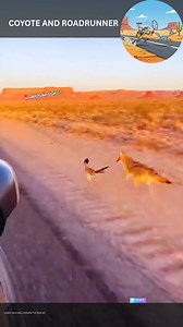 1.2K views · 36 shares |  Real-Life Wile E. Coyote and Roadrunner...