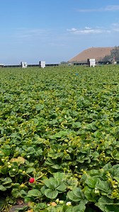 5.3K views · 96 reactions | Santa María California | El sueño americano | Facebook