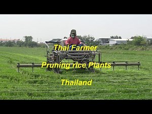 Thai Farmer pruning rice plants with machine in Thailand