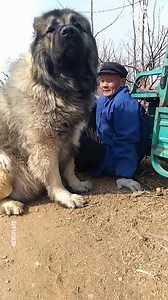 8.8K views | Man chilling with giant Caucasian Shepherd Dog | Lady Panda | Facebook