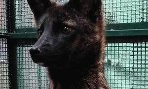 The Dogxim Dilemma: A Scientific Controversy Over the World's First Hybrid Animal – Archyde