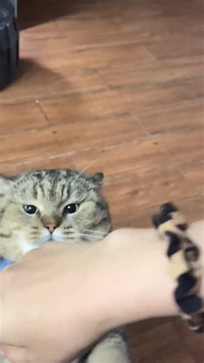 Mèo Buồn Bình: Câu Chuyện Về Mèo và Ẩm Thực