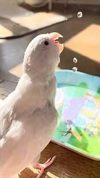 今朝はすみちゃん🩶とお水遊び🫧🫧🫧水しぶきとポタポタ落ちる様子がとても綺麗でした✨ #マメルリハ #pacificparrotlet