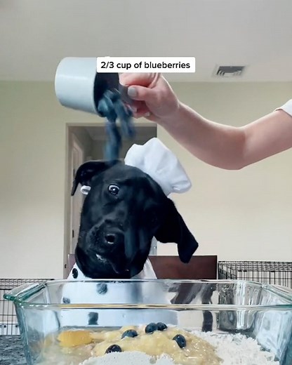 2.6M views · 17K reactions | Get the Vitamin Superfood Gravy for your pup here: https://bit.ly/3j8YfQR Follow @the.three.pupperteers on Instagram and @threepupperteers on TikTok for more! We hope you love the products we recommend! Just so you know, BuzzFeed may collect a share of sales from any links in this video description. | Tasty | Facebook