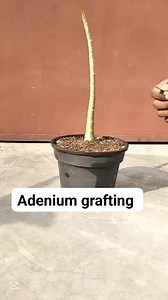 Adenium grafting process #adenium #grafting #graftingtechniques #adeniumshop #reelsvideoシ | Adenium Shop