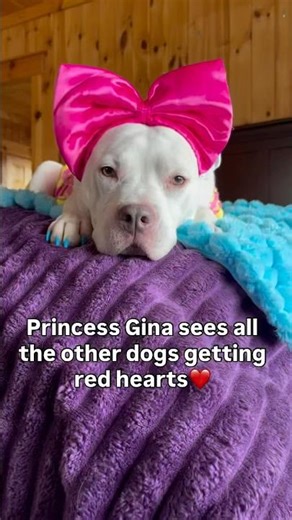 Will You Send Blue Hearts? #dogshorts #pitbull #dog