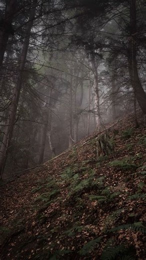 Cyprien Adventures on Instagram: "Alone. #nature #earth #fog"