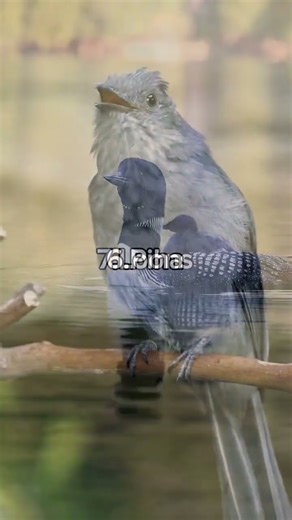 Different birds and there sounds #birds #beautifulbirds #birdsong #virelvideo