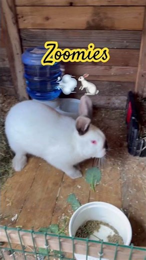 Bunny zoomies that'll make you smile #rabbit #bunny #cute