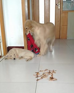 12M views · 452K reactions | Adorable mama dog takes special care of her puppies | Simple ideas | Facebook