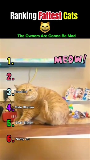 Have You Ever Seen Cats This Big? 🙀