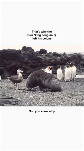 Penguin 🐧Why not #viral