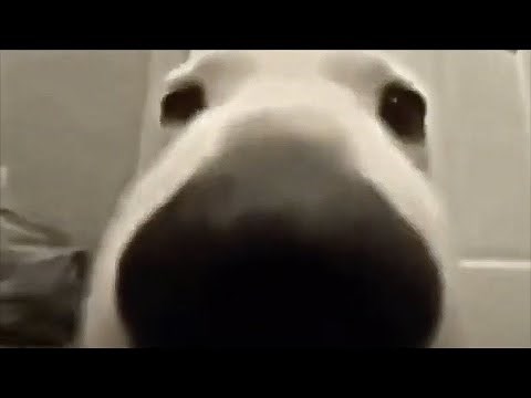 Dog Sniffing the Camera 10 HOURS