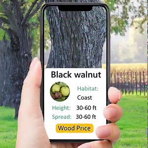 3.5M views · 3.5K reactions | What tree is it? How old is the tree? Use PictureThis to identify ANY tree around you and learn more about it!  | PictureThis | Facebook