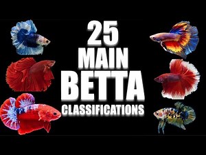 Exploring The 25 Unique Betta Fish Species