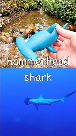 Kids Learn | Sea Animal Names at the Waterfall: Hammerhead Shark Lobster Japanese Spider Crab Fish